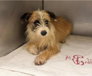 Mutt Dogs for adoption in Moreno Valley, CA, USA