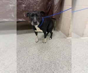 Mutt Dogs for adoption in Conroe, TX, USA