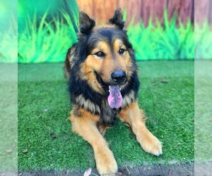 Chow Chow-German Shepherd Dog Mix Dogs for adoption in Long Beach, CA, USA