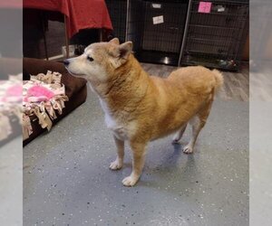Shiba Inu Dogs for adoption in Madison, WI, USA