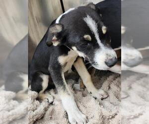 Mutt Dogs for adoption in San Antonio, TX, USA