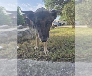 German Shepherd Dog-Unknown Mix Dogs for adoption in San Antonio, TX, USA