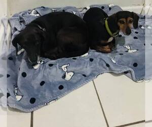 Mutt Dogs for adoption in York, SC, USA