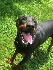 Doberman Pinscher Dogs for adoption in greer, SC, USA