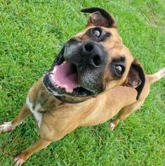 Boxer-Unknown Mix Dogs for adoption in Shinnston, WV, USA