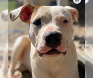American Pit Bull Terrier-Unknown Mix Dogs for adoption in Pacolet, SC, USA