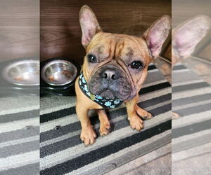 French Bulldog Dogs for adoption in Brights Grove, Ontario, Canada