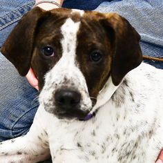 German Shorthaired Pointer Dogs for adoption in Huntley, IL, USA