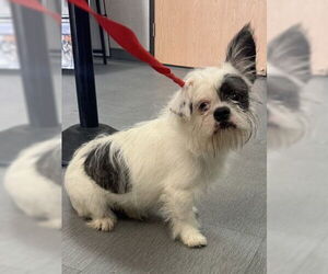 Mutt Dogs for adoption in San Bernardino, CA, USA