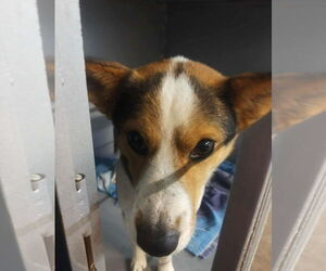 Mutt Dogs for adoption in Grafton, WI, USA