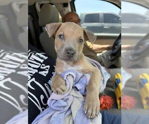 American Staffordshire Terrier-Unknown Mix Dogs for adoption in San Antonio, TX, USA