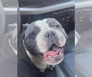 Bulldog-Unknown Mix Dogs for adoption in San Antonio, TX, USA