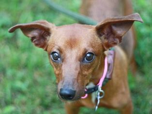 Doxie-Pin Dogs for adoption in Cookeville, TN, USA
