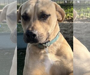 German Shepherd Dog-Mastiff Mix Dogs for adoption in Turlock, CA, USA