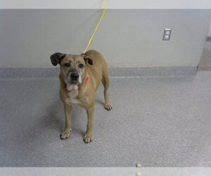 Labrador Retriever-Unknown Mix Dogs for adoption in Pasadena, TX, USA