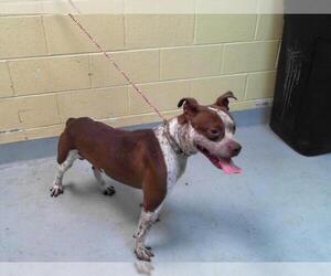 American Pit Bull Terrier-Unknown Mix Dogs for adoption in Tulsa, OK, USA