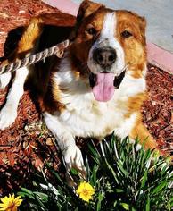 English Shepherd-Unknown Mix Dogs for adoption in Lake Forest, CA, USA