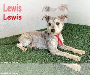 Miniature Schnauzer-Unknown Mix Dogs for adoption in San Diego, CA, USA