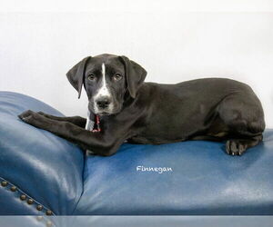 Medium Photo #2 Labrador Retriever-Unknown Mix Puppy For Sale in Hot Springs Village, AR, USA
