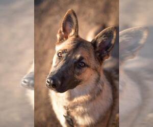 German Shepherd Dog Dogs for adoption in Laramie, WY, USA