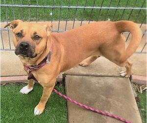 Mutt Dogs for adoption in Sacramento, CA, USA