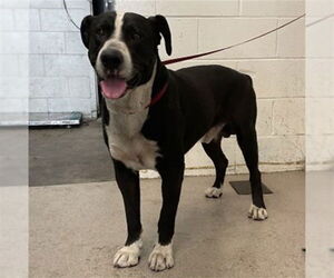American Staffordshire Terrier-Unknown Mix Dogs for adoption in San Bernardino, CA, USA