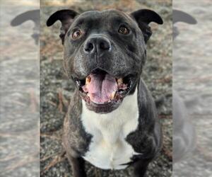 Mutt Dogs for adoption in Woodland, CA, USA