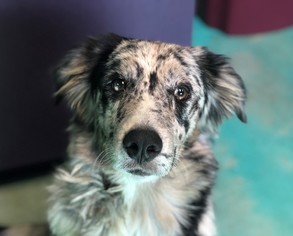 Border-Aussie Dogs for adoption in Guthrie, OK, USA
