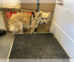 Silkyhuahua Dogs for adoption in Corona, CA, USA