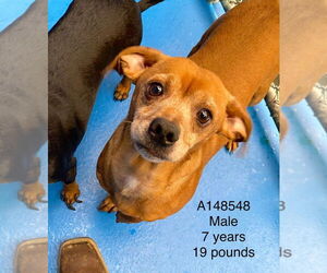 Chihuahua-Unknown Mix Dogs for adoption in Calgary, Alberta, Canada