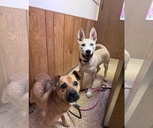 Mutt Dogs for adoption in Fenton, MO, USA