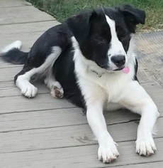 Border-Aussie Dogs for adoption in Pottstown, PA, USA