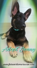 Medium Photo #1 German Shepherd Dog Puppy For Sale in Blaine, MN, USA