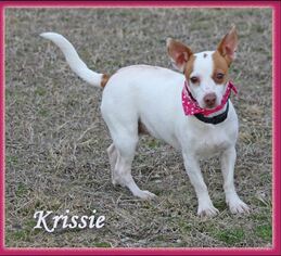 Jack-Rat Terrier Dogs for adoption in Cranston, RI, USA