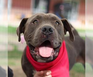 American Staffordshire Terrier Dogs for adoption in San Antonio, TX, USA