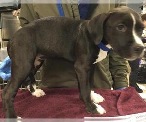 Boxer-Unknown Mix Dogs for adoption in Riverside, CA, USA