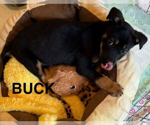 Labrador Retriever-Unknown Mix Dogs for adoption in Woodbury, NY, USA