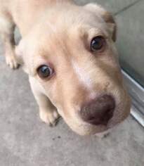 Golden Labrador Dogs for adoption in Tucson, AZ, USA