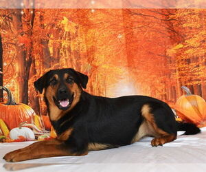 German Shepherd Dog-Unknown Mix Dogs for adoption in Oroville, CA, USA