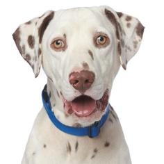 Dalmatian Dogs for adoption in Los Angeles, CA, USA