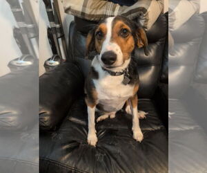 Australian Shepherd-Jack Russell Terrier Mix Dogs for adoption in Polson, MT, USA