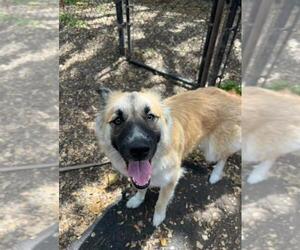 German Shepherd Dog Dogs for adoption in Santa Barbara, CA, USA