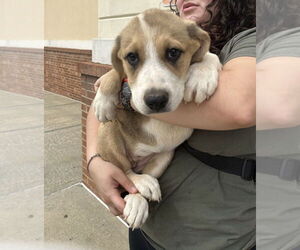 Great Pyrenees-Unknown Mix Dogs for adoption in Mooresville, NC, USA