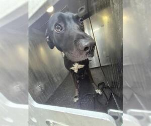 Labrador Retriever-Unknown Mix Dogs for adoption in San Antonio, TX, USA
