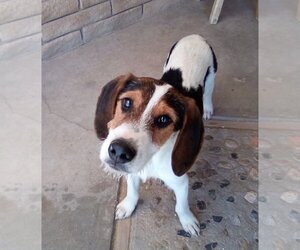 English Foxhound Dogs for adoption in Apple Valley, CA, USA