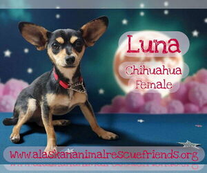 Chihuahua-Unknown Mix Dogs for adoption in Anchorage, AK, USA