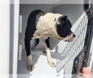 American Pit Bull Terrier-Unknown Mix Dogs for adoption in Houston, TX, USA