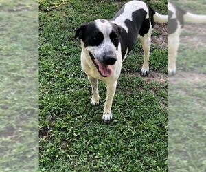 Bluetick Coonhound Dogs for adoption in Fayetteville, NC, USA