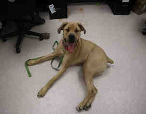 Bullmastiff-Great Dane Mix Dogs for adoption in Bowling Green, OH, USA