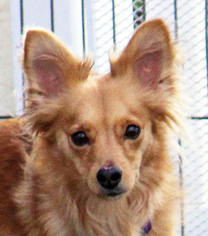 Papillon Dogs for adoption in Antioch, CA, USA